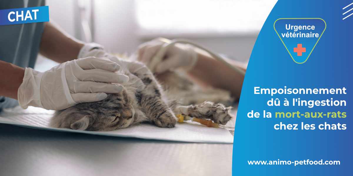 empoisonnement-du-a-l-ingestion-de-la-mort-aux-rats-chez-les-chats